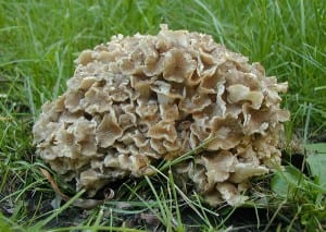 Polyporus umbellatus (Żagiew okółkowa)