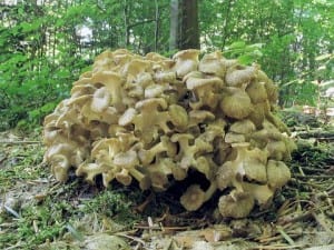 Polyporus umbellatus (Żagiew okółkowa)