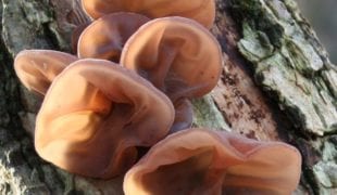 Auricularia