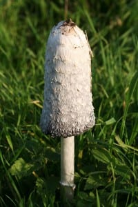 Coprinus comatus