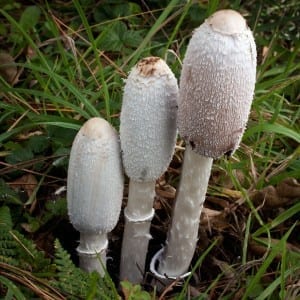 Coprinus comatus
