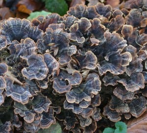 Coriolus, Wrośniak różnobarwny