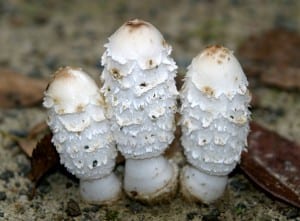 Coprinus comatus