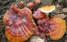 Reishi