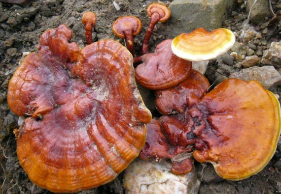 Reishi