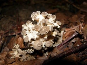 Polyporus umbellatus (Żagiew okółkowa)