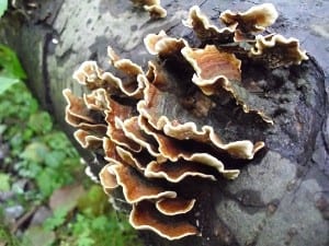 Wrośniak różnobarwny, Coriolus