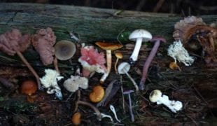 7-zaskakujących-korzyści-zdrowotnych-grzybów