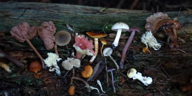 7-zaskakujących-korzyści-zdrowotnych-grzybów